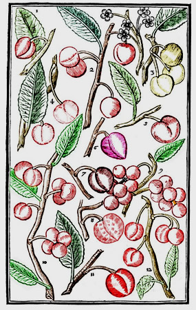 Varieties of Cherries